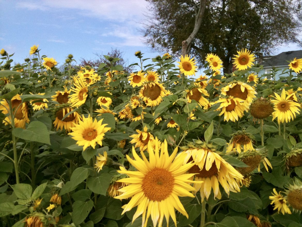 Filed of Sunflowers Inspires Is Nature’s Joy IMG_1095