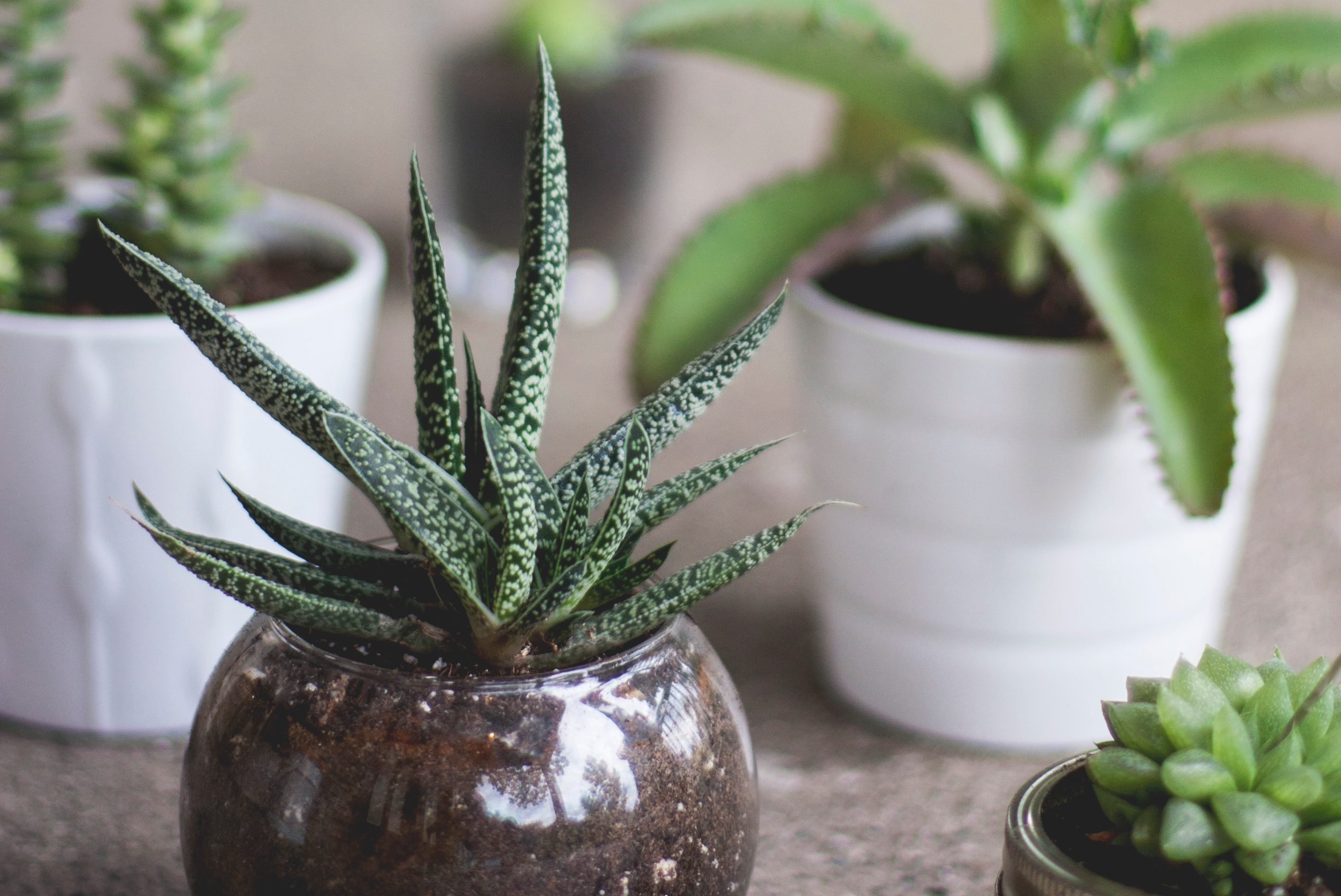 Benefits of Living with House Plants