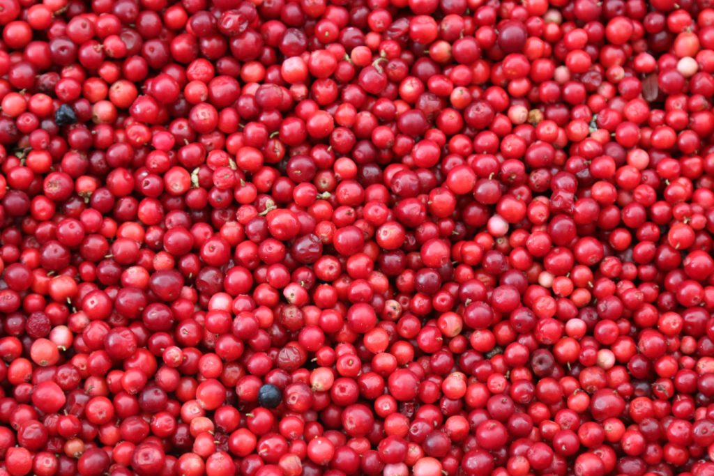 Cranberries: Nature's Potent Antioxidant Food