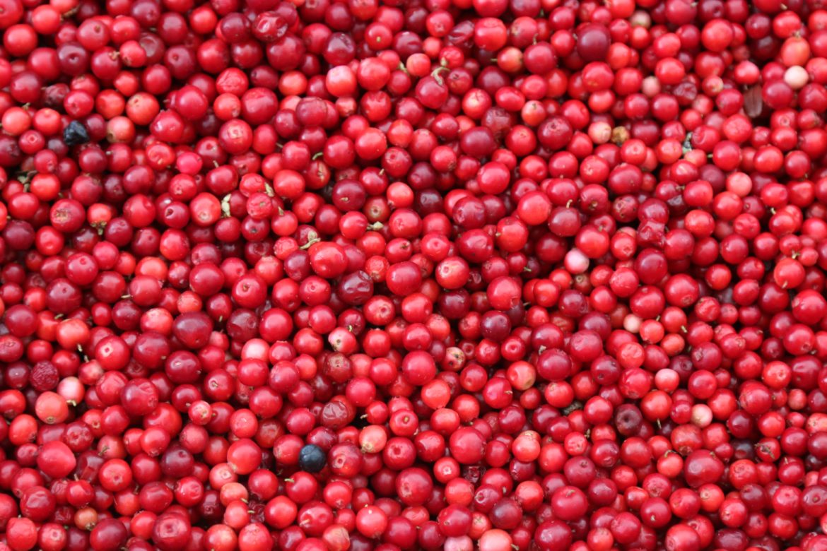 Cranberries: Nature’s Antioxidant Food