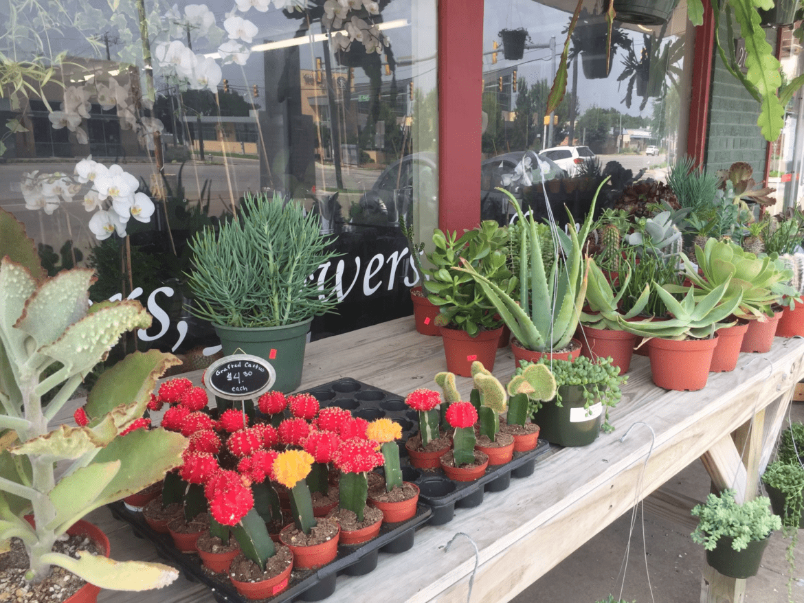 IMG_0962 House Plants Benefits of House Plants